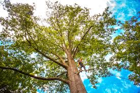 How Our Tree Care Process Works  in  Cottonwood, MN