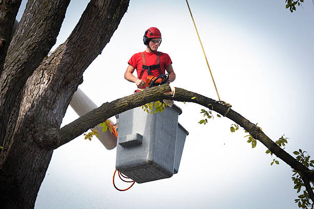 Trusted Cottonwood, MN Tree Removal Experts