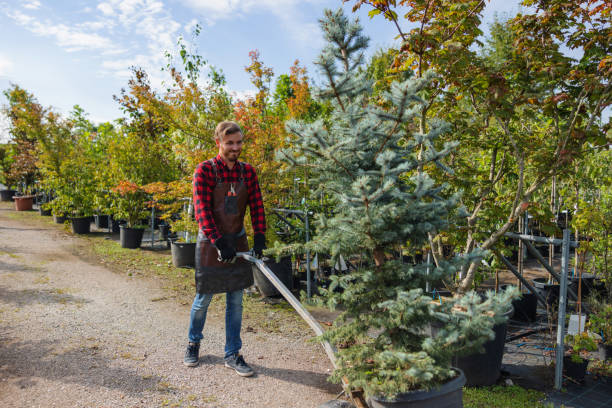 Best Palm Tree Trimming  in Cottonwood, MN