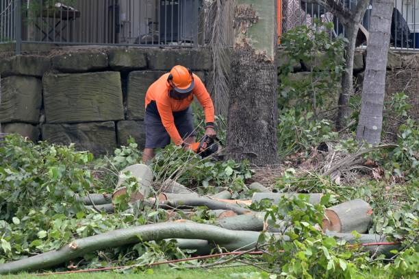 Best Tree Risk Assessment  in Cottonwood, MN
